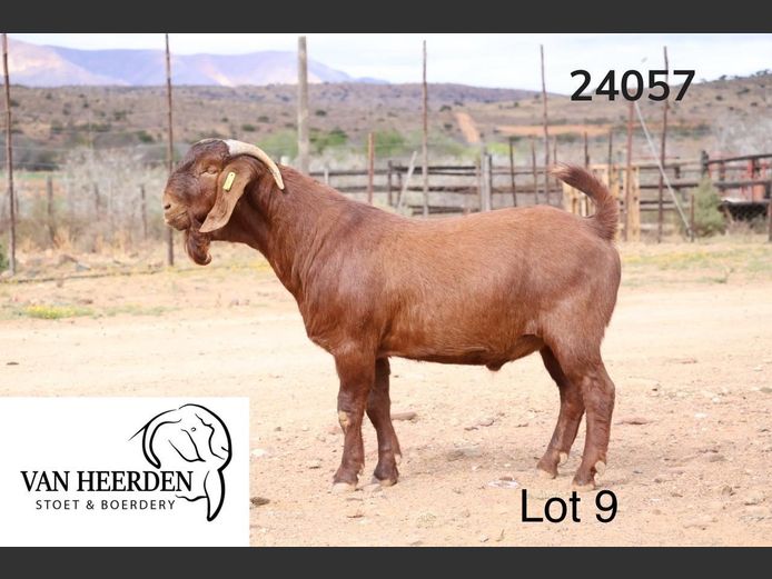 24-057  |  Ivan Van Heerden