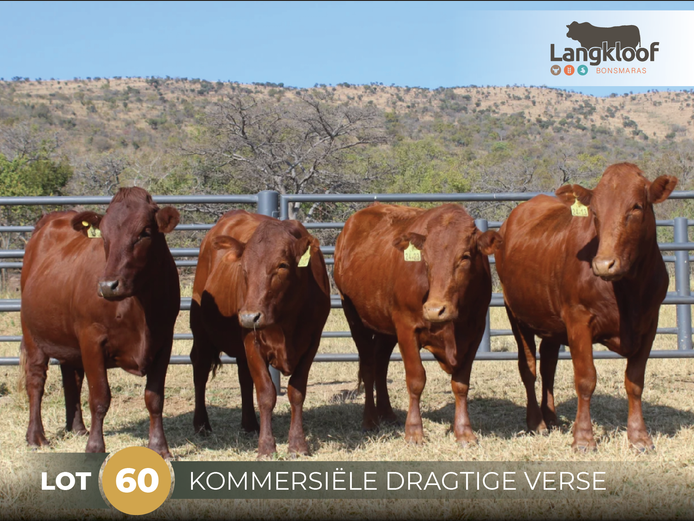 Commercial Animals | LANGKLOOF BONSMARAS
