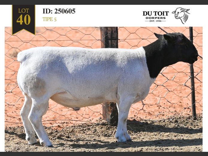 250605 | DU TOIT DORPERS