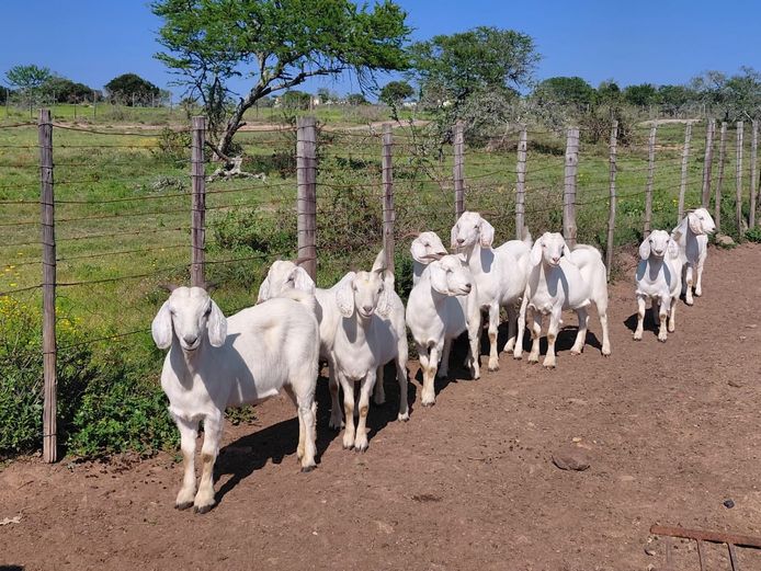 Commercial Ewes | J Sparks & Son