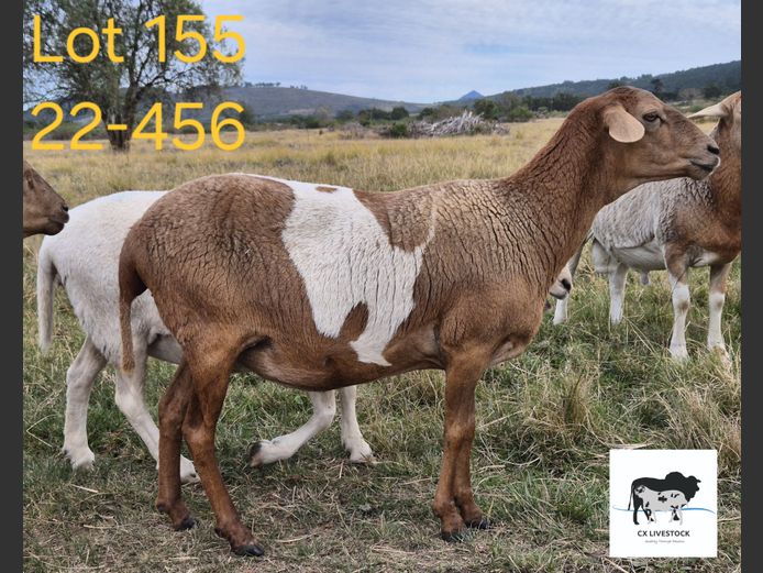 22-456 | CX LIVESTOCK