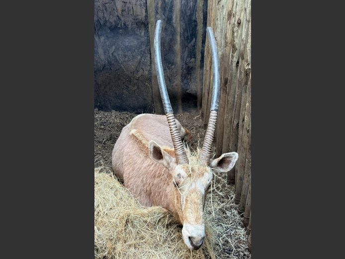 Goue Gemsbok Bul