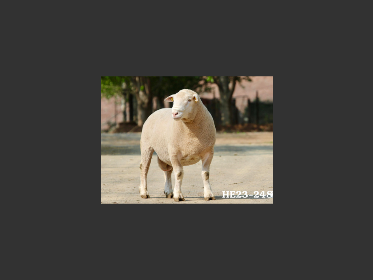 images