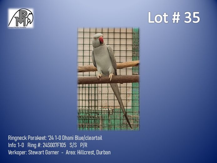 1-0 '24 Ringneck Parakeet: Dhani Blue/cleartail - Stewart Garner