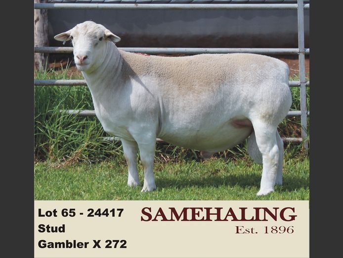 24417-331 | SAMEHALING  WIT DORPERS