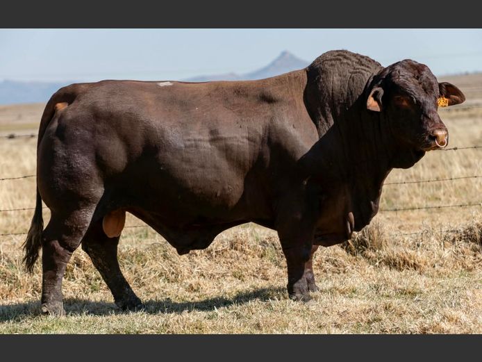 SP 220058 HH | PINEKLOOF TRUST
