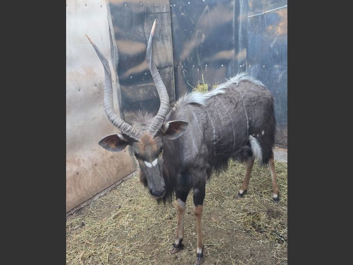 NJALA | BUFFELSPOORT