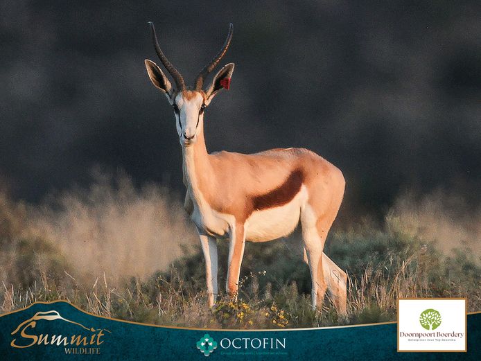 14 6/8" SPRINGBOK EWE RUNNING WITH 18 6/8" "HORNADY"