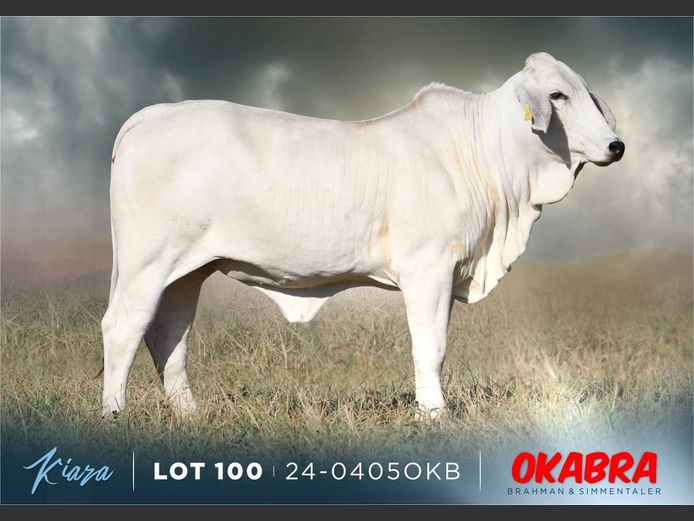23-0405 OKB | OKABRA BRAHMAN