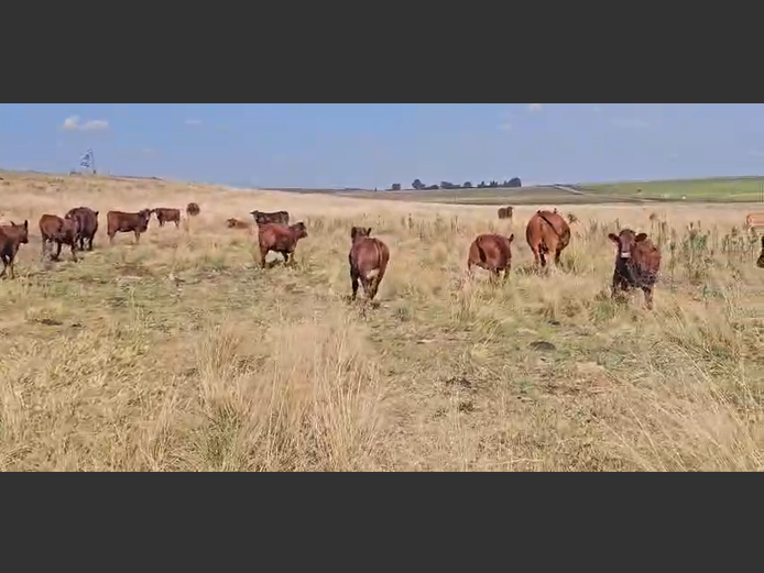 Calves