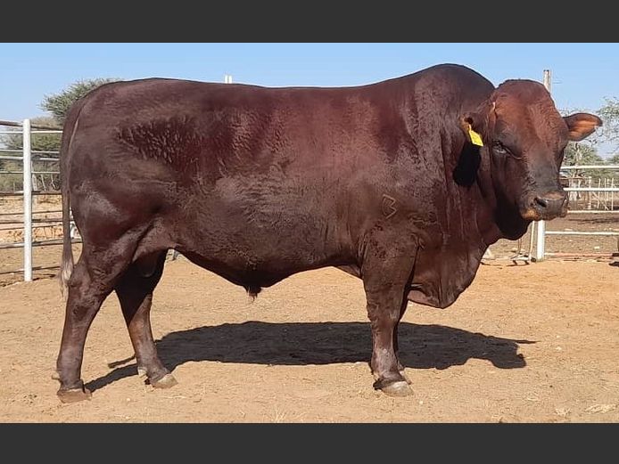WAGB230032 | B.H.&C.MOUTON