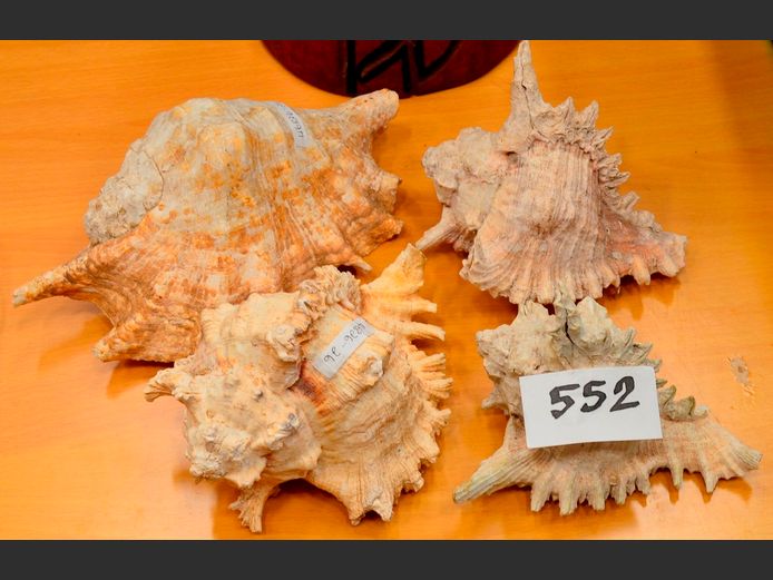 LOT OF 4: MUREX SEASHELLS