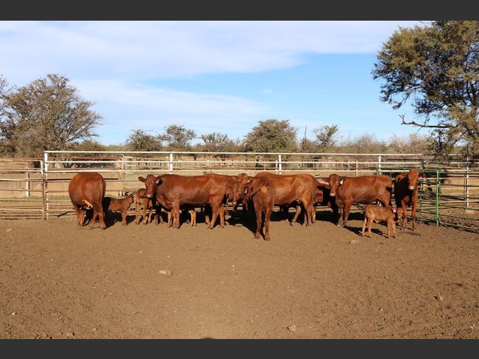 Commercial Animals | H DU PREEZ