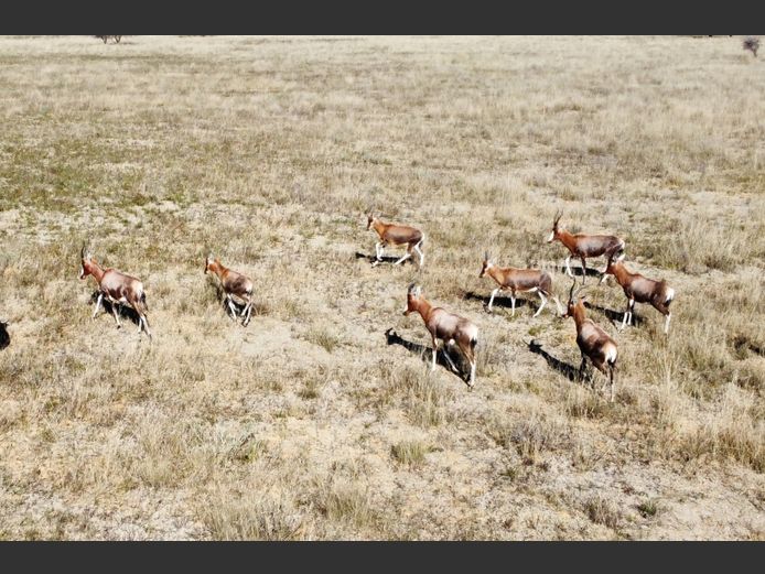 BLESBOK TEELTROP