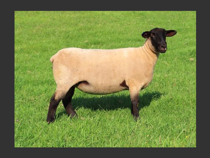 284240035 | OTTERKUIL BOERDERY