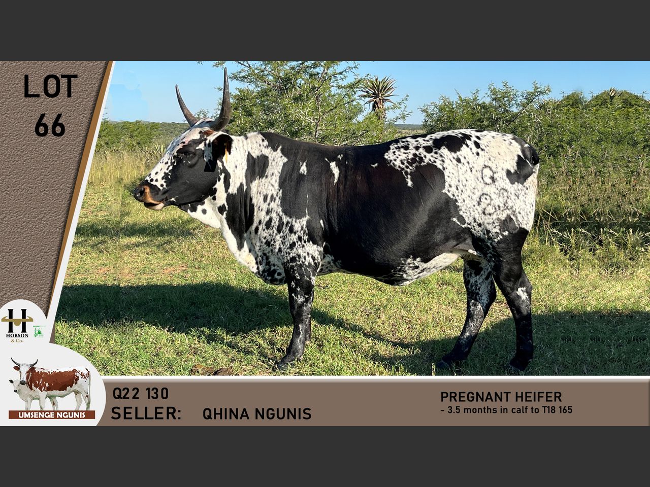 Lot 66 | UMSENGE NGUNI'S 25TH BULL & PRODUCTION SALE | SwiftVEE | South ...