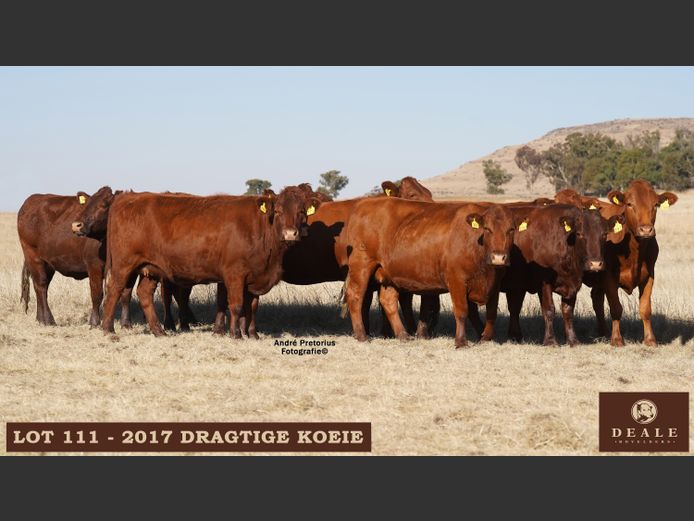 Commercial Animals | DB
