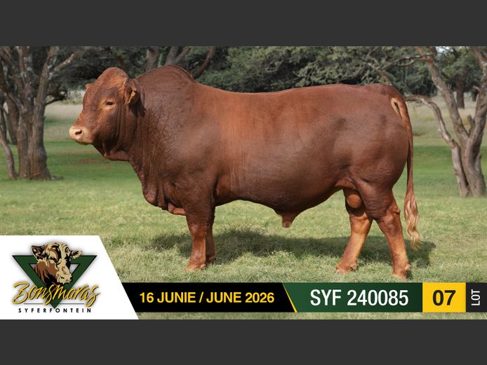 SYF240085 | SYFERFONTEIN BOERDERY