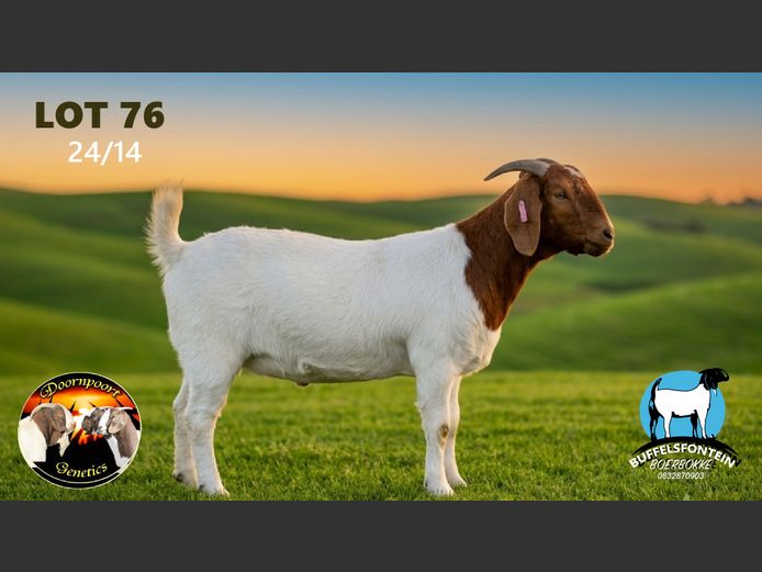 23/27 | BUFFELSFONTEIN BOERBOKKE
