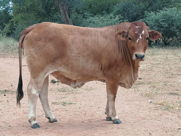 Commercial Animals | ZEBU BORANE