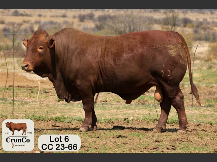 CC 230066 | CRONCO AGRI