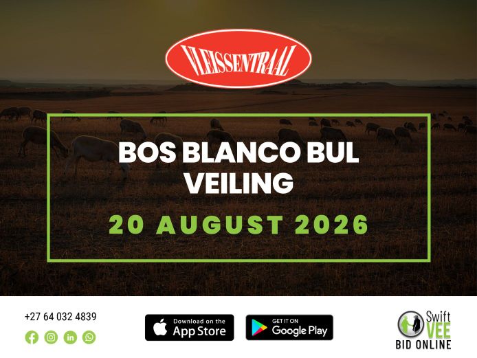 BOS BLANCO BUL VEILING 