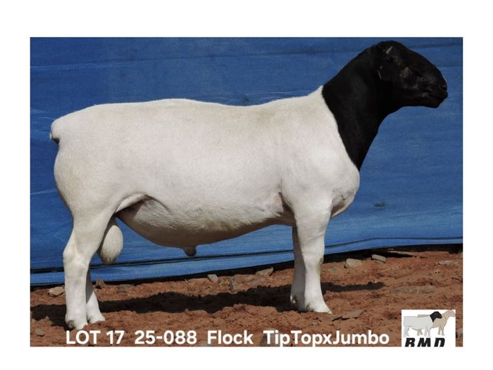 25-088 | BROER MARITZ DORPERS