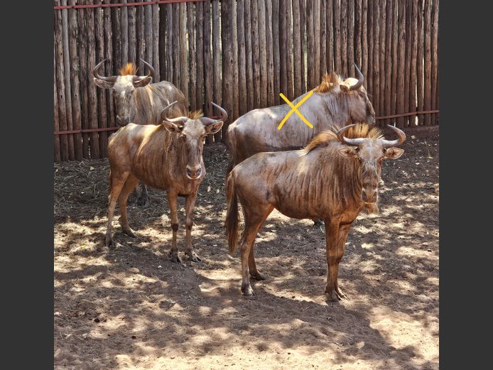 GOLDEN GNU | MHEMBWE SAF