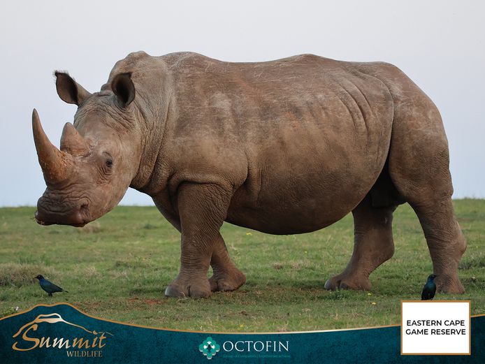 25 4/8" WHITE RHINO BULL