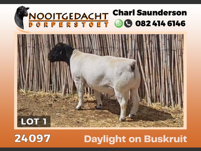 24097 | NOOITGEDACHT  DORPERS