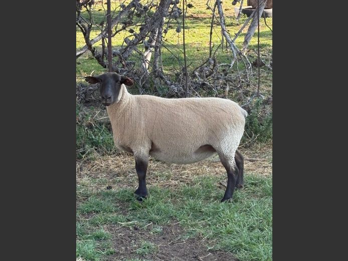 371 230095 | DRAVLEIS SUFFOLK
