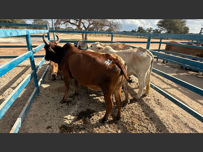 Commercial Cow Lean