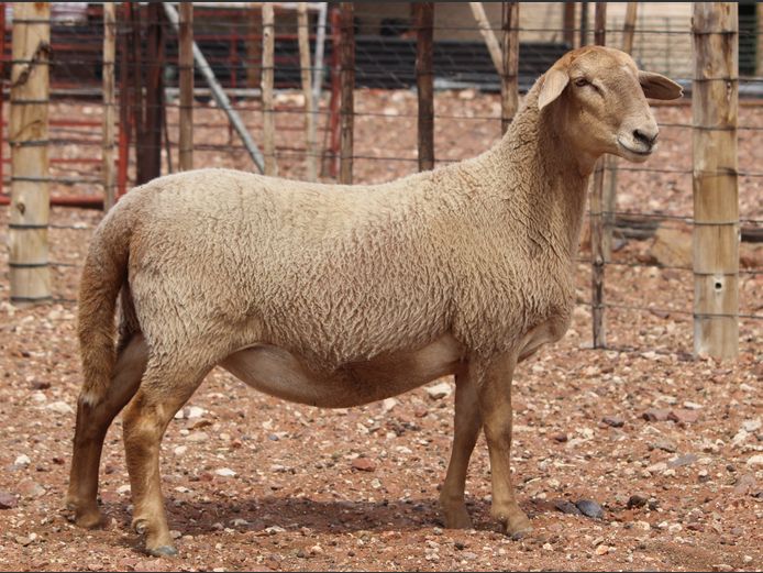 CRL 24.419 | Riaan Liebenberg - Hanri Meatmasters