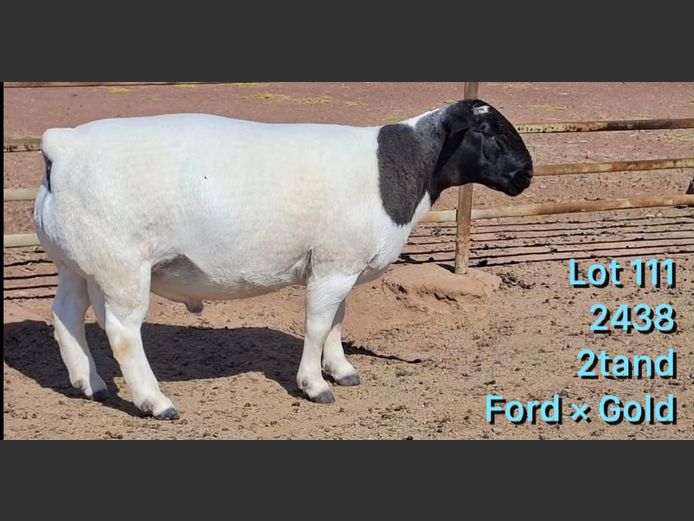 2438 | Louis de Scande