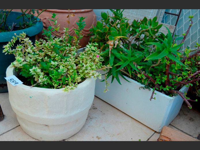LOT: 2 x WHITE PLANTERS WITH PLANTS