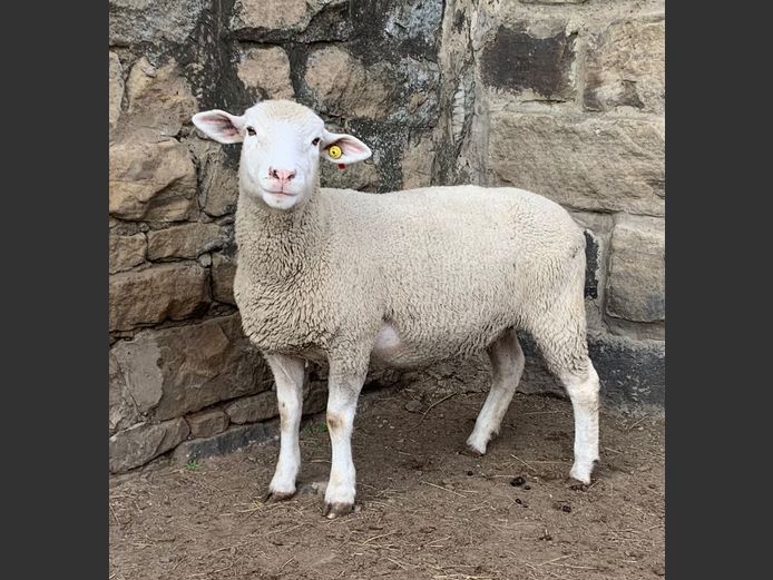 DON 230016 | DONKERBERG ELITE IDF STUD 