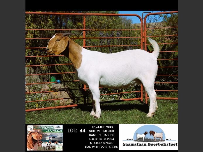 24-0067SBS | SAAMSTAAN BOERBOKSTOET