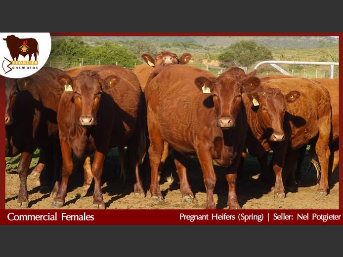Commercial Animals | Nel Potgieter
