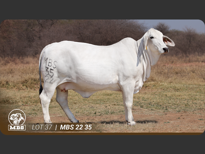 MBS2235 | MBS BRAHMANE