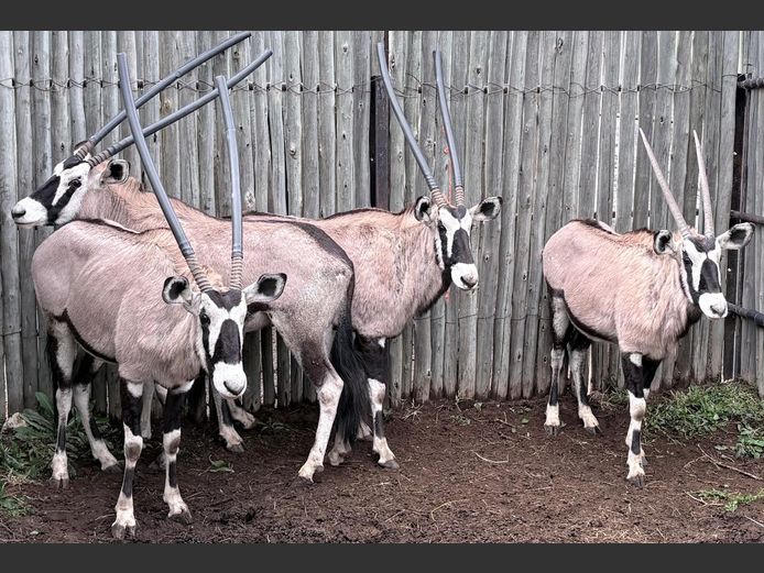 Gemsbokke