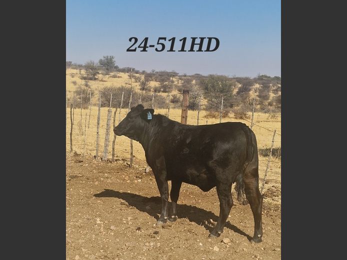 24-0511HD | MECKLENBURG BLACK ANGUS