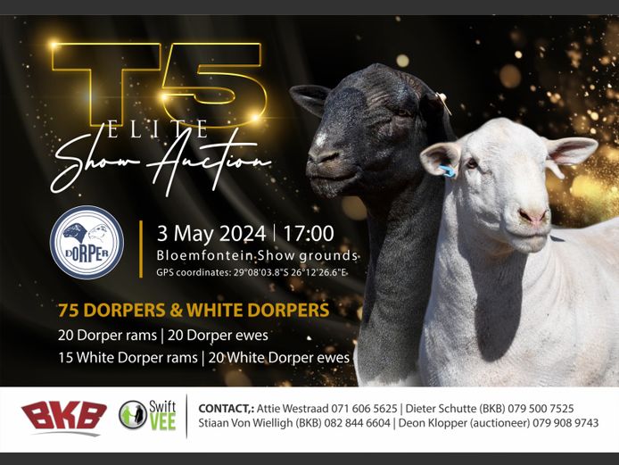 DORPER ELITE SHOW AUCTION