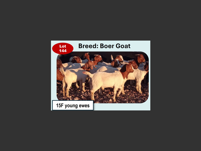 BOER GOATS | ANNUAL MYTILUS AND ELOFF