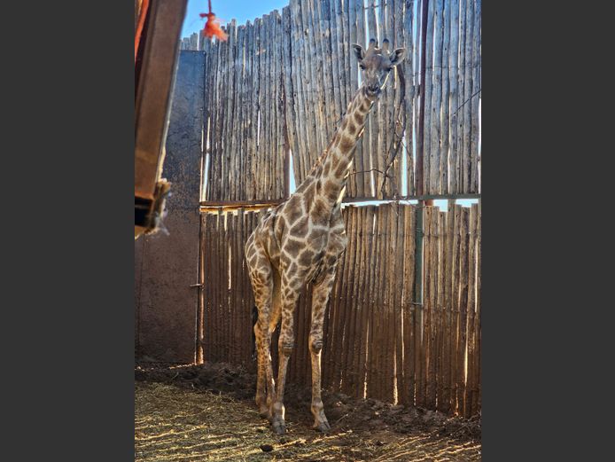 GIRAFFE | PWAB BOERDERY