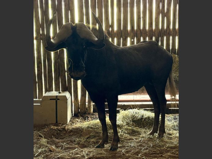 Swart Wildebees Bul