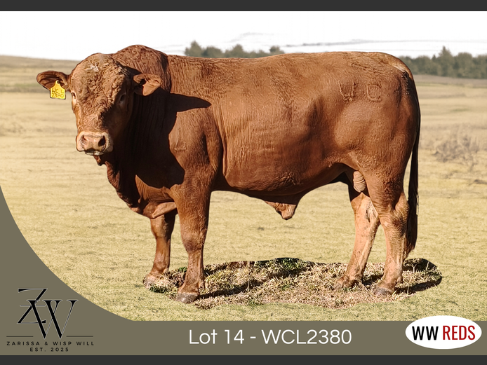 WCL2380 | WISP WILL REDS