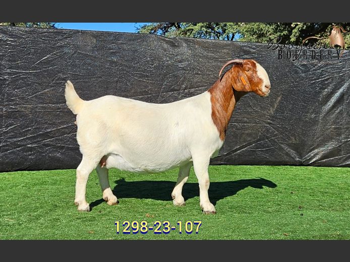 129823107 | Booysen Boerbokstoet