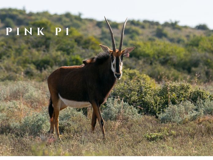 SABLE COWS | SIGNATURE WILDLIFE