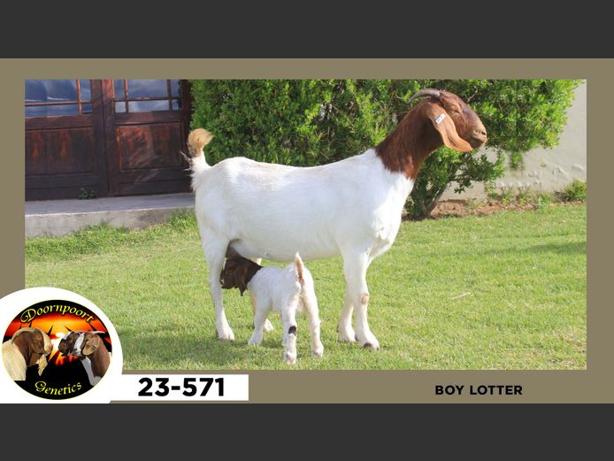 23-371  |  Boy Lotter