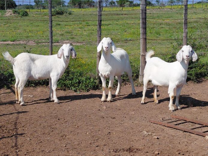 Commercial Ewes | J Sparks & Son